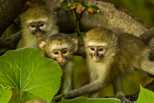 Three vervet monkeys in a leafy tree.