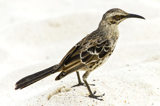Portrait of an Espanola mockingbird, Mimus macdonaldi.