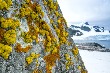Yellow and orange Crustose Lichens on Cuverville Island, Antarctica.