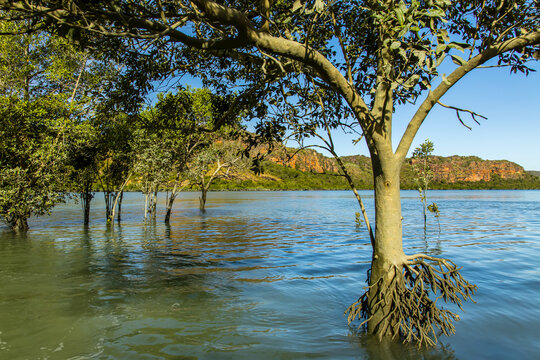 A Tea Mangrove (Pelliciera rhizophorae) near the Hunter River in the Kimberley Region of Northwest Australia.