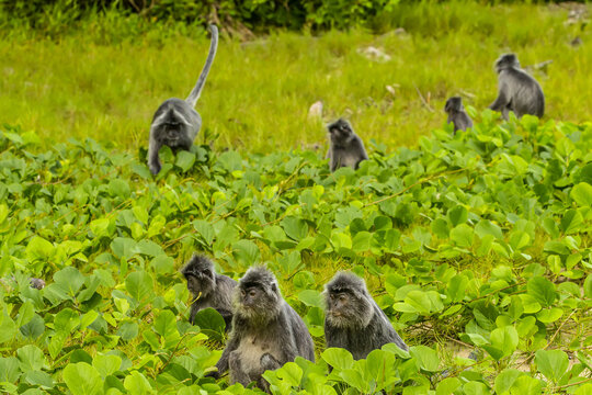 A troop of silver leaf monkeys, Trachypithecus cristatus, or silvery Lutung monkeys, on the ground.