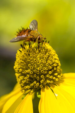 A bee sits atop a Yellow Sneezeweed flower with its wings spread.