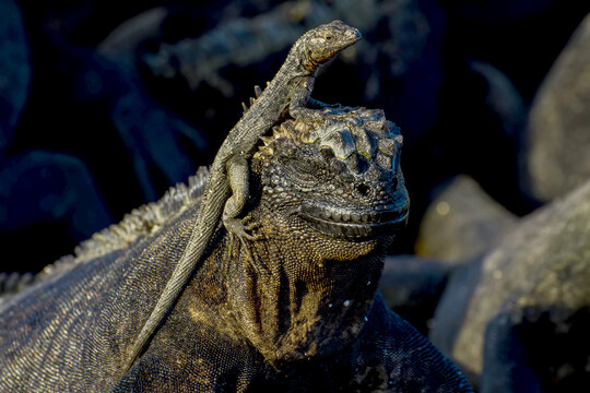 A Galapagos lava lizard on the head of a marine iguana.