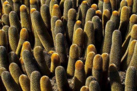 Detail of lava cactus.