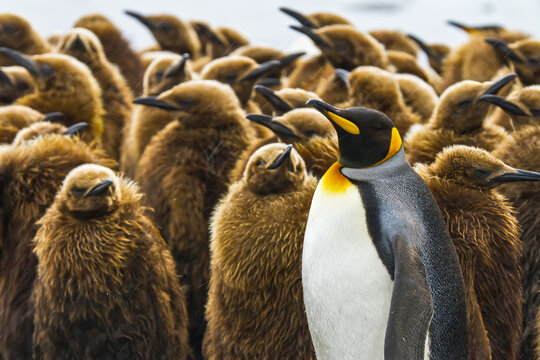 One adult king penguin stands with a large group of chicks.