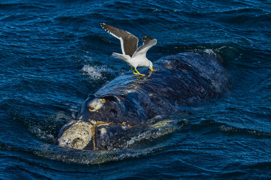 A kelp gull feeds on the back of a southern right whale.