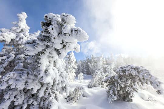 Snow covered trees and mist at Steamboat Geyser.
