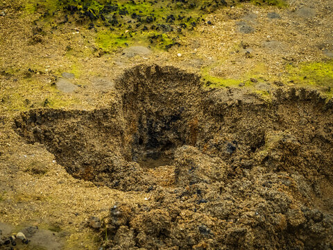 Claw marks of Coastal Brown Bear digging clams, Geographic Harbor, Katmai National Park, Alaska, USA