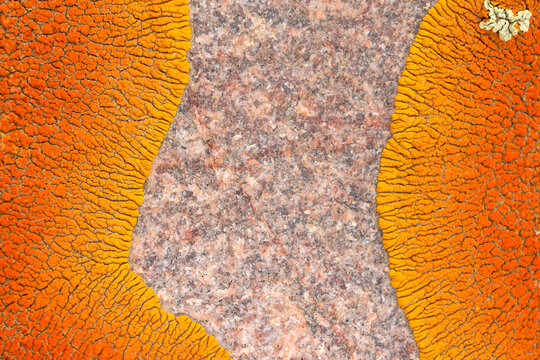 Vibrant orange coloured lichen on the surface of a rock; Val Marie, Saskatchewan, Canada