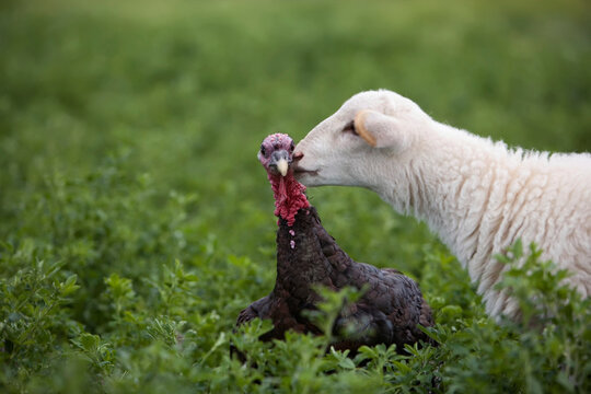 A Katahdin Lamb gives a Bronze Turkey a kiss on a farm in Kansas, USA; Lindsborg, Kansas, United States of America