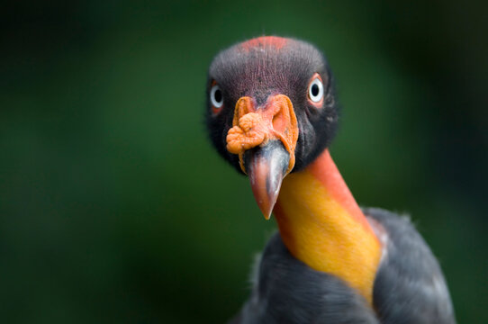 Close-up portrait of a King Vulture (Sarcoramphus papa) at the Sedgwick County Zoo; Wichita, Kansas, United States of America