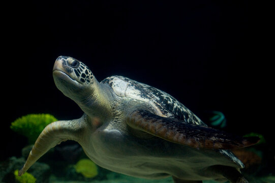 Green sea turtle (Chelonia mydas) at the Vancouver Aquarium; Vancouver, British Columbia, Canada