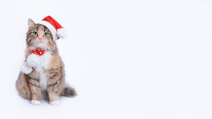 Cat in Christmas hat on a white background. Beautiful Kitten with green eyes in Santa Claus Xmas red hat. Cat with Santa hat waiting for Christmas while. Happy New Year. Web banner with copy space