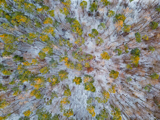 Aerial view on a forest at Mannheim in Germany.