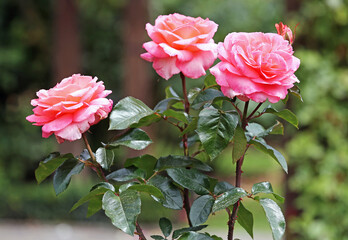 Three pink Roses