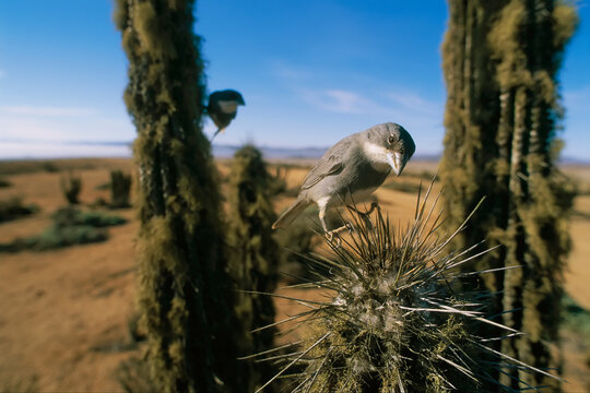 Common Diuca finch (Diuca diuca) perched on the thorns of a cactus in Pan de Azucar National Park; Chile