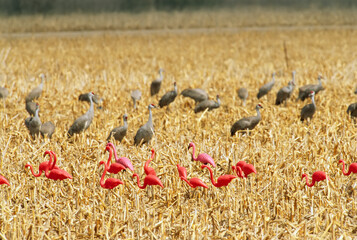 Sandhill cranes (Grus canadensis) share a cornfield with plastic pink flamingos; Nebraska, United States of America