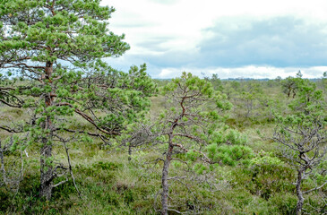 A wooden path in the National Park in Estonia among the forest and bog on a clear day