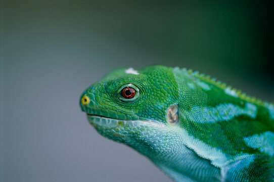 Fijian banded iguana (Brachylophus bulabula) at the Houston Zoo; Houston, Texas, United States of America