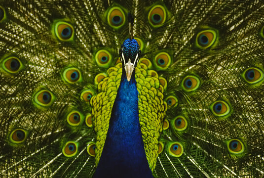 Close-up portrait of a male peacock displaying beautiful plumage; Lincoln, Nebraska, United States of America
