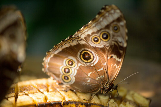 Peleides blue morpho butterfly (Morpho peleides) in the Butterfly Rainforest at a museum of natural history; Gainesville, Florida, United States of America