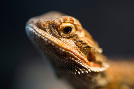 Close up of a Bearded dragon (Pogona vitticeps); Atlanta, Georgia, United States of America