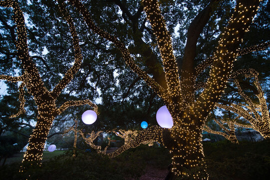Holiday lights light up a wooded area; Houston, Texas, United States of America