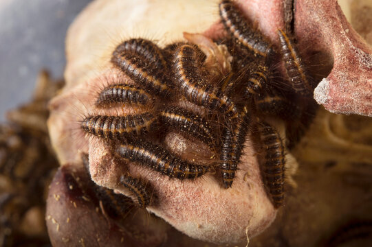 Larva of a Hide beetle (Dermestes ater) at a zoo; Dallas, Texas, United States of America