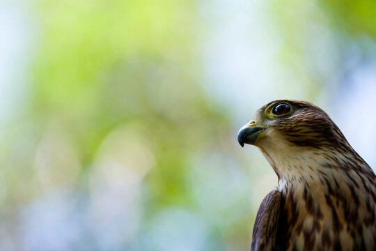 Portrait of a rehabilitated, captive Merlin (Falco columbarius), which now serves as an educational tool in a Raptor Recovery Center; Elmwood, Nebraska, United States of America