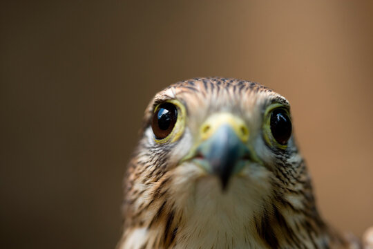 Close-up portrait of a rehabilitated, captive Merlin (Falco columbarius), which now serves as an educational tool in a Raptor Recovery Center; Elmwood, Nebraska, United States of America
