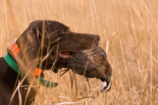 German Shetland dog retrieves a male Northern Bobwhite Quail (Colinus virginianus); Holland, Nebraska, United States of America