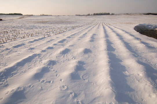 Greater Prairie Chicken tracks in a snow-covered farm field in Burwell, Nebraska, USA; Burwell, Nebraska, United States of America
