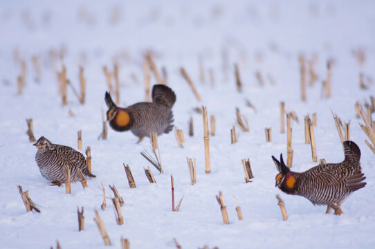 Greater Prairie Chickens (Tympanuchus cupido pinnatus) in a snowy field in Burwell, Nebraska, USA; Burwell, Nebraska, United States of America