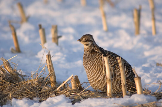 Greater Prairie Chicken (Tympanuchus cupido pinnatus) in a snowy field in Burwell, Nebraska, USA; Burwell, Nebraska, United States of America