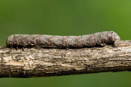Moth caterpillar (Lepidoptera noctuidae) uses it's stick-like appearance to keep predators away; Lincoln, Nebraska, United States of America