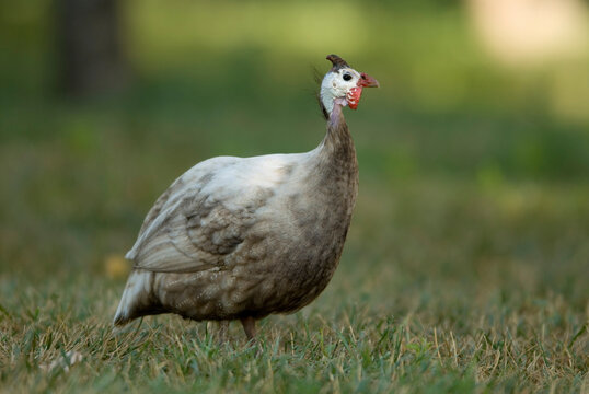 Turkey on a hog farm in Kansas; Greenleaf, Kansas, United States of America