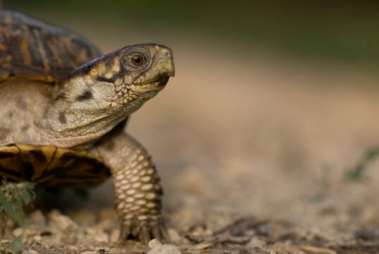 Portrait of an Ornate box turtle (Terrapene ornata ornata) on a hog farm in Kansas, USA; Greenleaf, Kansas, United States of America