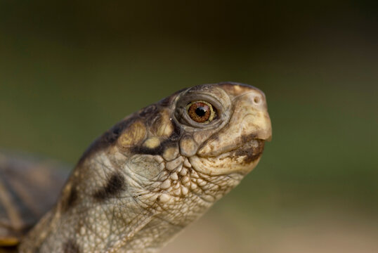 Portrait of an Ornate box turtle (Terrapene ornata ornata) on a hog farm in Kansas, USA; Greenleaf, Kansas, United States of America