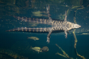 American alligator (Alligator mississippiensis) in the water of a Desert Dome in a zoo; Omaha, Nebraska, United States of America