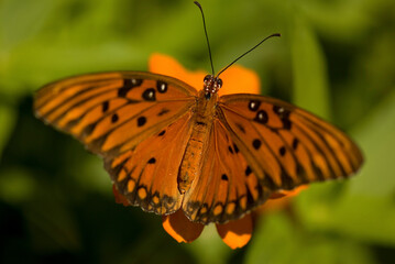 Portrait of a Gulf fritillary butterfly (Dione vanillae) in a butterfly pavilion at a zoo; Lincoln, Nebraska, United States of America