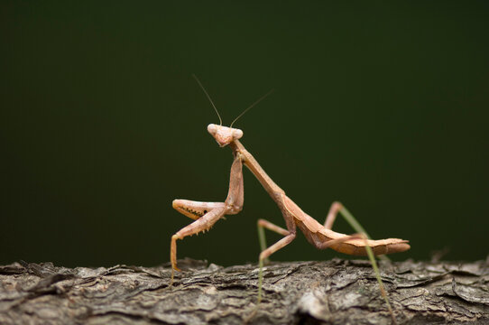 Close-up portrait of a Praying Mantis (Mantodea); Lincoln, Nebraska, United States of America
