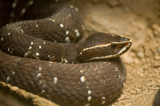 Mexican Cantil Viper (Agkistrodon bilineatus) at a zoo; Omaha, Nebraska, United States of America