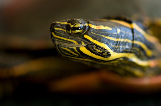 Close-up of the head of a Water turtle (Emydidae); Burwell, Nebraska, United States of America