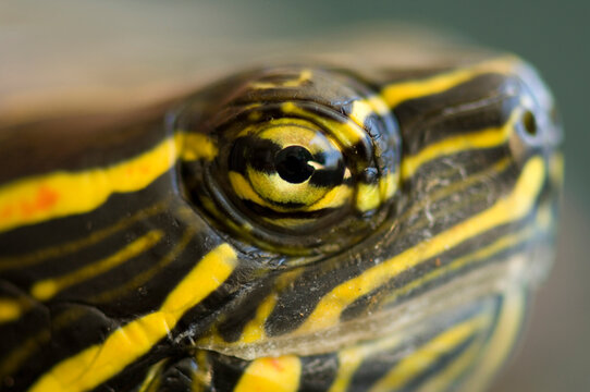 Extreme close-up of the eye of a Water turtle (Emydidae); Burwell, Nebraska, United States of America