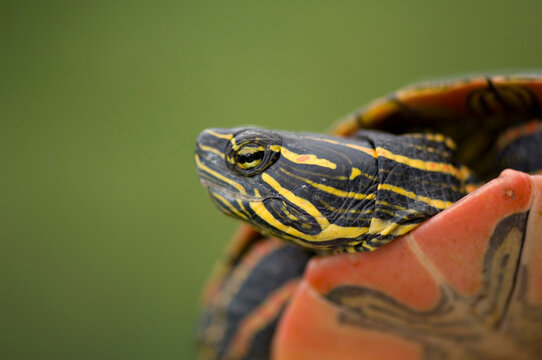 Close-up of the head and shell of a Pond turtle (Emydidae); Burwell, Nebraska, United States of America