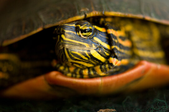Close-up of the head and shell of a Water turtle (Emydidae); Burwell, Nebraska, United States of America