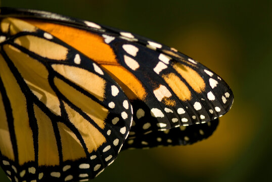 Detail of Monarch butterfly (Danaus) wings; Lincoln, Nebraska, United States of America