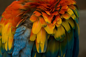 Close-up of Scarlet macaw (Ara macao) plumage in vibrant colours in a zoo; Omaha, Nebraska, United States of America