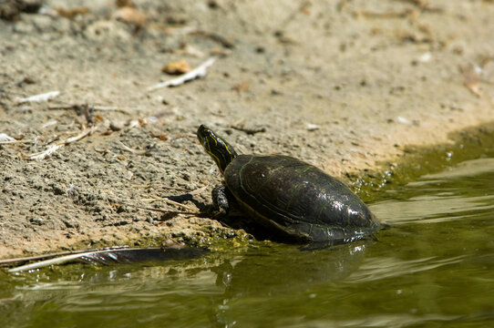 A turtle crawls out of mossy green water to bask in the sun in a Montana zoo, USA; Billings, Montana, United States of America