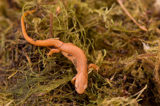 Striped newt (Notophthalmus perstriatus) on the move across foliage in a zoo; Omaha, Nebraska, United States of America